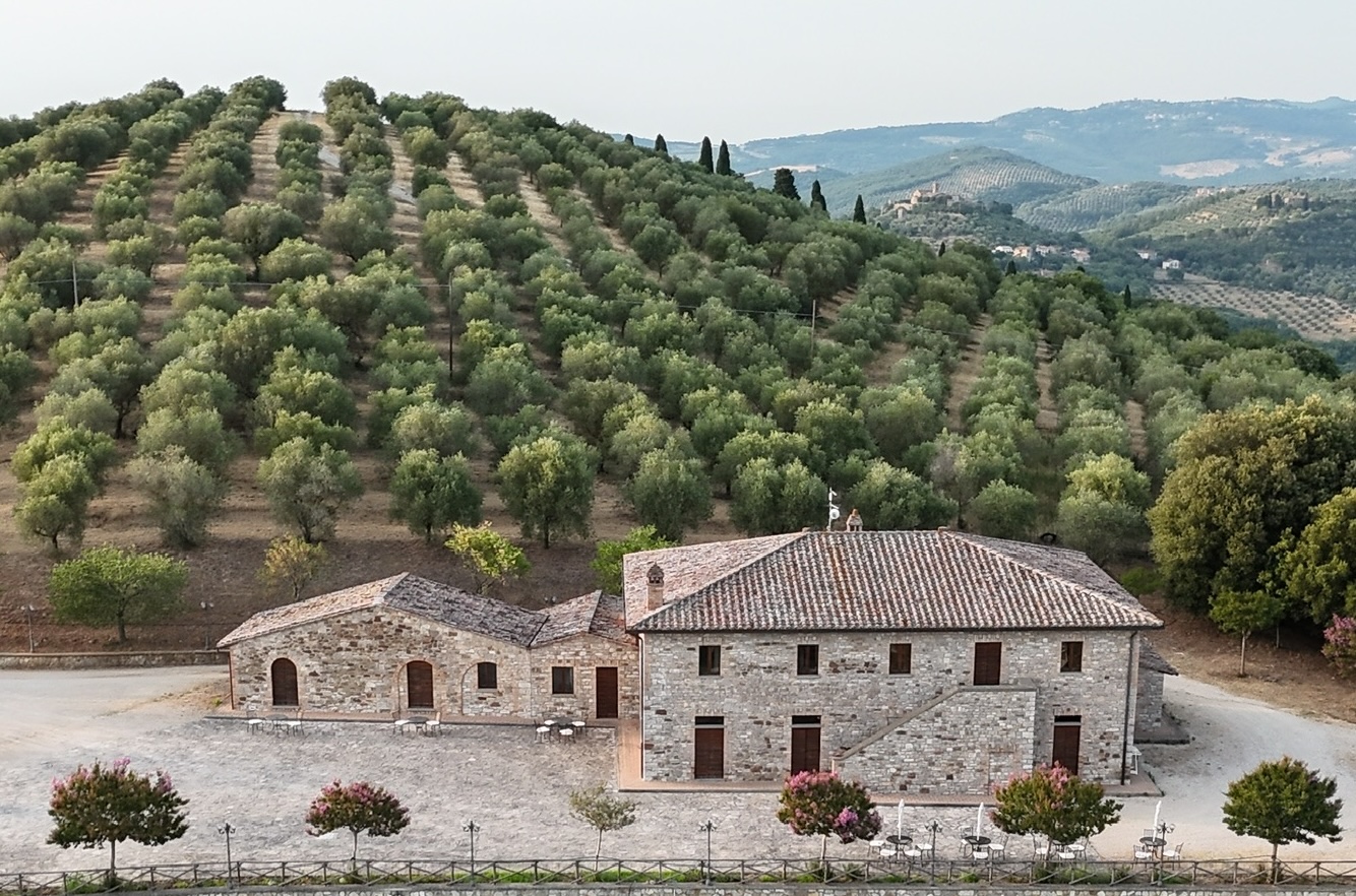 Uliveto secolare intorno a Casale Oliveto